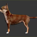 Brown and White Chihuahua Dog Standing Alert on Black Reflective Background with Perked Ears