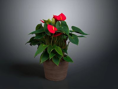 Indoor Anthurium Plant With Red Flowers Green Leaves In Brown Ceramic Pot 3d model