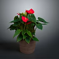 Indoor Anthurium Plant With Red Flowers Green Leaves In Brown Ceramic Pot