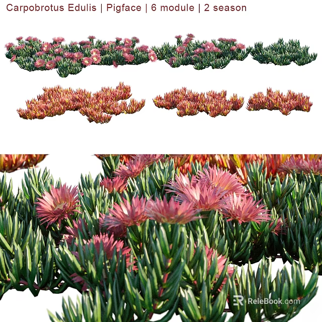 Colorful Succulent Plant Decorative Ornament Set With Pink Flowers And Green Leaves For Home Decoration 3d model 