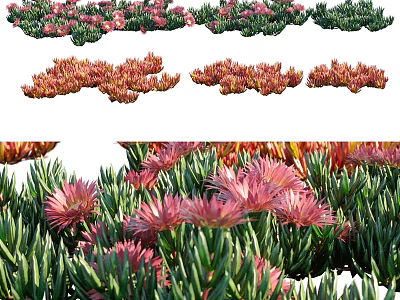 Colorful Succulent Plant Decorative Ornament Set With Pink Flowers And Green Leaves For Home Decoration 3d model