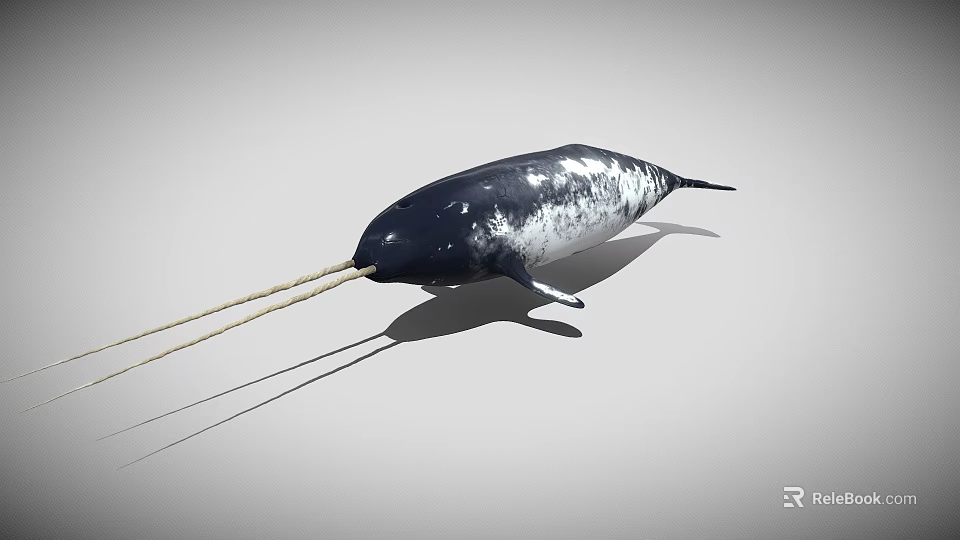 Realistic 3D Model of Narwhal With Long Tusk and Black White Skin 3d model 