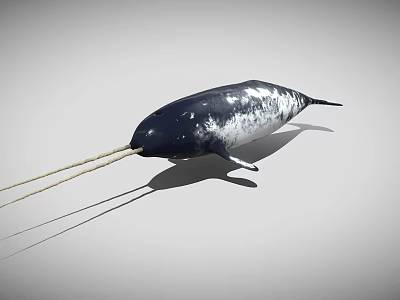 Realistic 3D Model of Narwhal With Long Tusk and Black White Skin 3d model