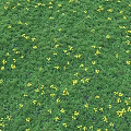 Lush Green Grass Meadow Scattered with Vibrant Yellow Flowers in Full Bloom