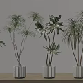 Indoor Potted Plants With Various Leaf Shapes In White Pots For Home Decoration