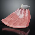 3D Dental Model With Pink Gum Structure And Metal Component For Oral Study