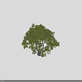 Lush Green Arbor With Dense Foliage Clear Trunk Beside Human Silhouette Against Dark Background