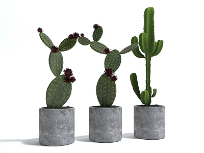 Potted Cactus Plants In Gray Concrete Pots For Stylish Home Decor 3d model