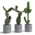 Potted Cactus Plants In Gray Concrete Pots For Stylish Home Decor