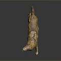 Wolf Model in Standing Pose With Open Mouth and Brown Yellow Fur on Dark Background