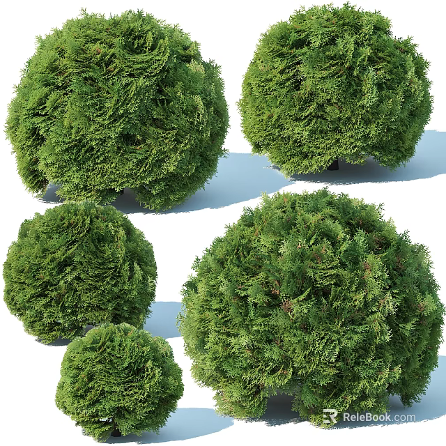 Green Round Shaped Shrubs Neatly Trimmed For Garden Landscaping With Lush Foliage And Spherical Form 3d model 