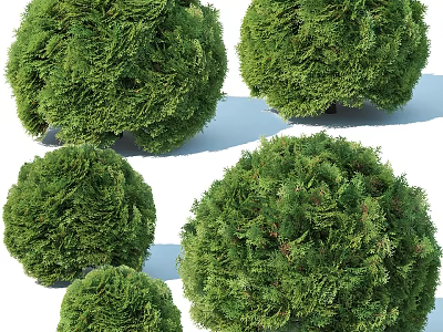 Green Round Shaped Shrubs Neatly Trimmed For Garden Landscaping With Lush Foliage And Spherical Form 3d model