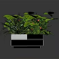 Various Green Plants In White Rectangular Planter With Ferns And Leaves