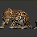 Realistic Crouching Leopard With Spotted Fur And Reflection On Dark Background