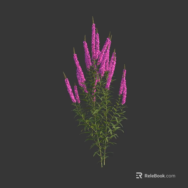 Purple Flowers With Multiple Blooms Green Stems And Leaves On Dark Background 3d model 