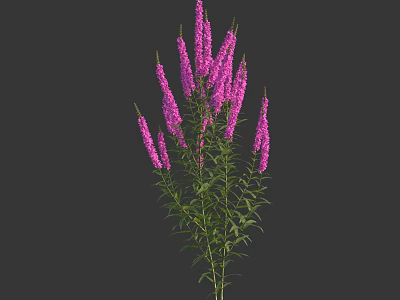 Purple Flowers With Multiple Blooms Green Stems And Leaves On Dark Background 3d model