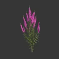 Purple Flowers With Multiple Blooms Green Stems And Leaves On Dark Background