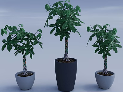 Decorative Potted Bonsai Trees with Twisted Trunks in Various Heights and Colored Pots 3d model