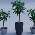 Decorative Potted Bonsai Trees with Twisted Trunks in Various Heights and Colored Pots