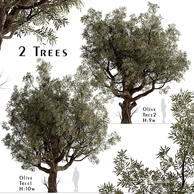 Decorative Olive Tree Ornament Set With Two PBR Trees For Home Decoration 3d model 