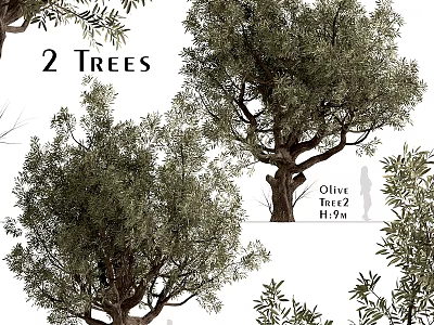 Decorative Olive Tree Ornament Set With Two PBR Trees For Home Decoration 3d model
