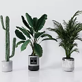 Potted Cactus Banana Leaf And Palm Plants In White Black Textured Ceramic Pots
