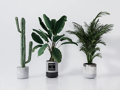 Potted Cactus Banana Leaf And Palm Plants In White Black Textured Ceramic Pots 3d model