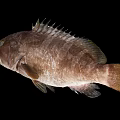 Modern Fish Grouper 3d model