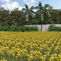Vibrant Garden Landscape With Golden Yellow Flower Field Palm Trees And Stone Wall