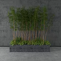 Potted Bamboo Bonsai Plants in Rectangular Concrete Planter with Green Leaves By Gray Wall