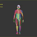 Human Limb Muscles Anatomical 3D Model Displaying Detailed Muscle Structure and Fibers