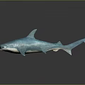 Blue Hammerhead Shark Lifelike Model on Black Surface with Gray Background 3d model