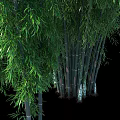 Lush Green Bamboo Plants With Tall Stems And Fresh Leaves In Natural Scene