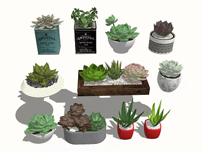 Colorful Succulent Potted Plants In Ceramic And Wooden Pots With Various Designs 3d model