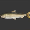 Realistic Silver Fish Side View With Shiny Scales On Dark Background