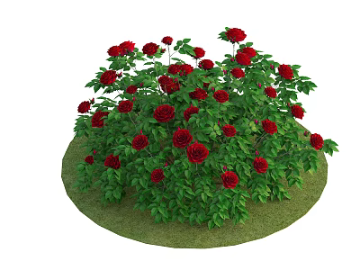 Lush Red Roses Flower Bush With Green Leaves On Grass 3d model