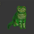 Calm Scottish Fold Cat with Brown Tabby Fur Sitting on Gray Reflective Surface