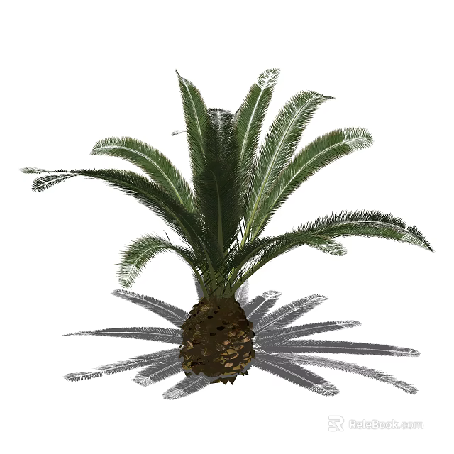 Large Cycad Tree With Feathery Green Fronds And Brown Trunk 3d model 