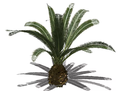 Large Cycad Tree With Feathery Green Fronds And Brown Trunk 3d model