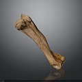 Realistic Anatomical Bone Structure With Natural Brown Texture And Surface Details
