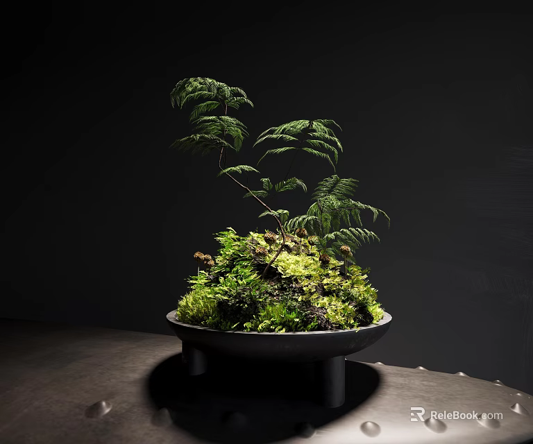 Moss and Fern in Black Pot on Dark Table Natural Miniature Landscape 3d model 