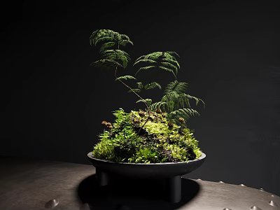 Moss and Fern in Black Pot on Dark Table Natural Miniature Landscape 3d model