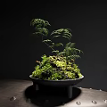 Moss and Fern in Black Pot on Dark Table Natural Miniature Landscape