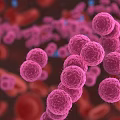 Microscopic View Of Purple Bacteria Interacting With Red Blood Cells In Blood