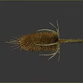 Dried Spiky Plant With Yellow Flower Head Curved Stem And Reflection On Gray Background