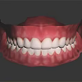 Dental Model of Human Jaw with Teeth and Gums Structure Anatomy