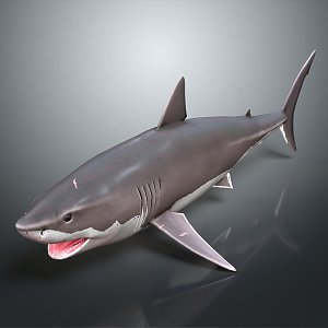 Modern shark great white shark whale cartoon whale mammal 3d model