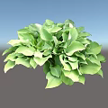 Lush Green Hosta Leaves With Large Heart Shaped Vibrant Foliage