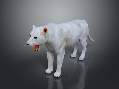 White Lion With Open Mouth And Orange Ears Standing On Dark Background With Reflection 3d model