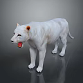 White Lion With Open Mouth And Orange Ears Standing On Dark Background With Reflection